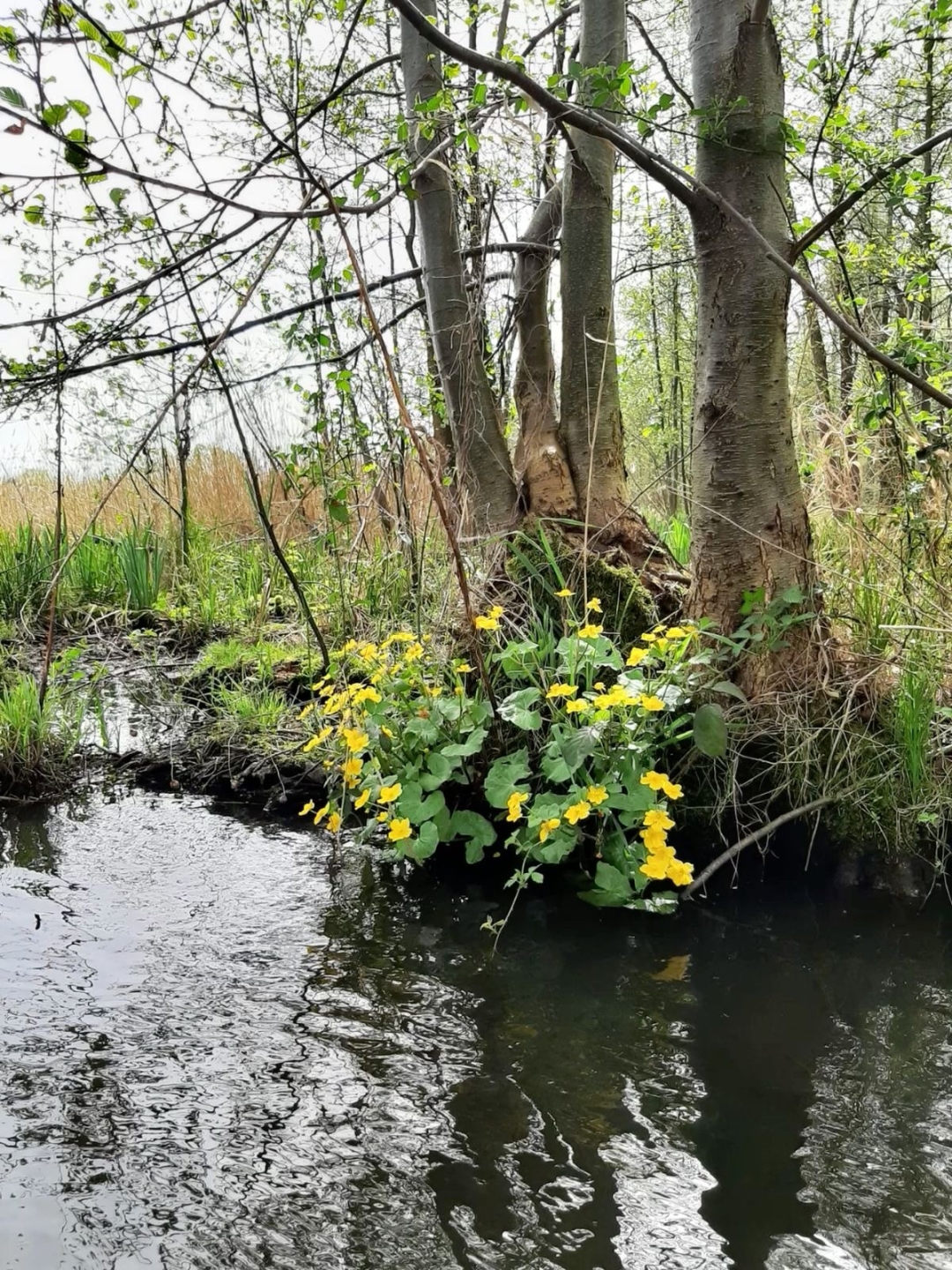 Frühling im Spreewald – Zeit zum Aufblühen!
