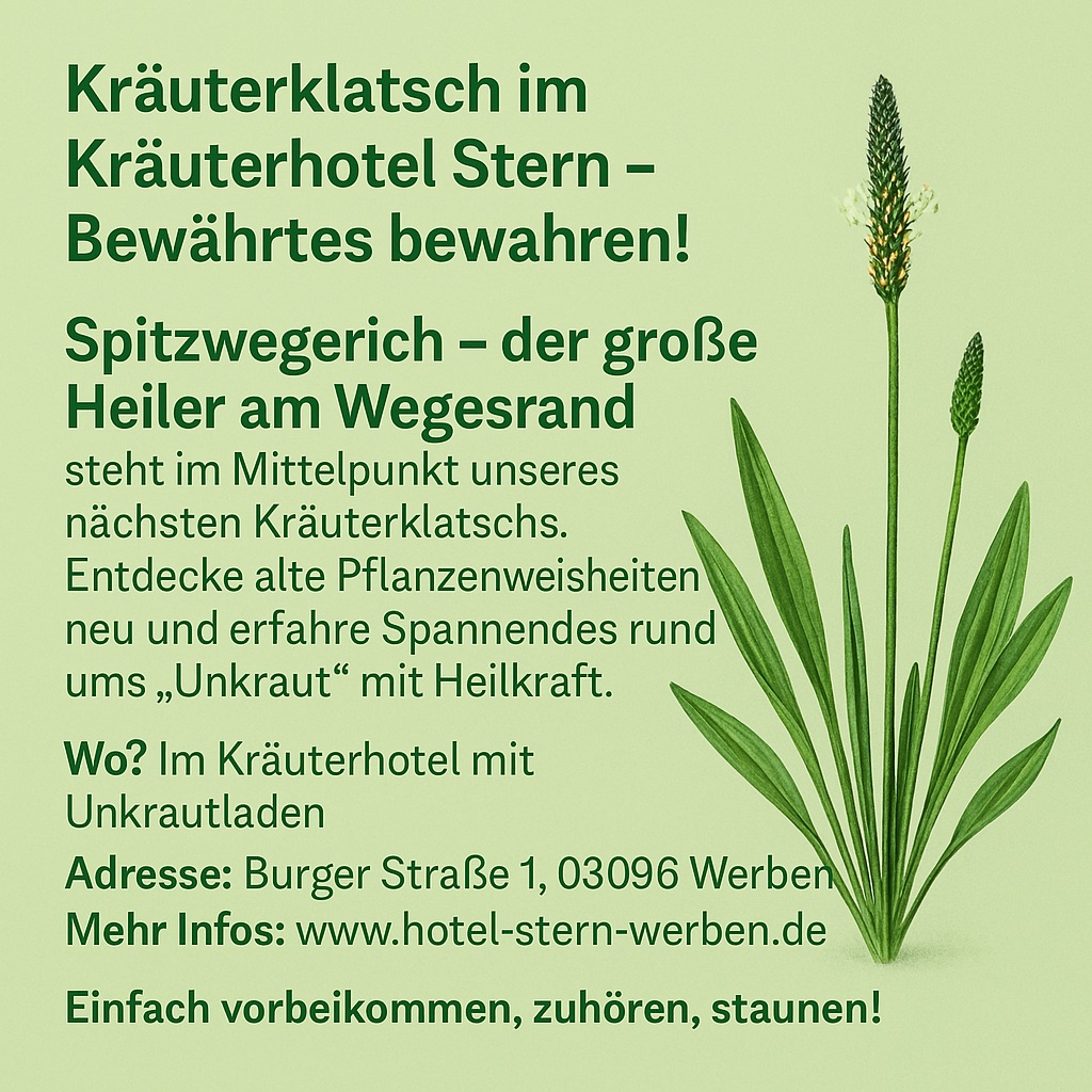 Spitzwegerich Ihre Entdeckung beim Kräuterklatsch 