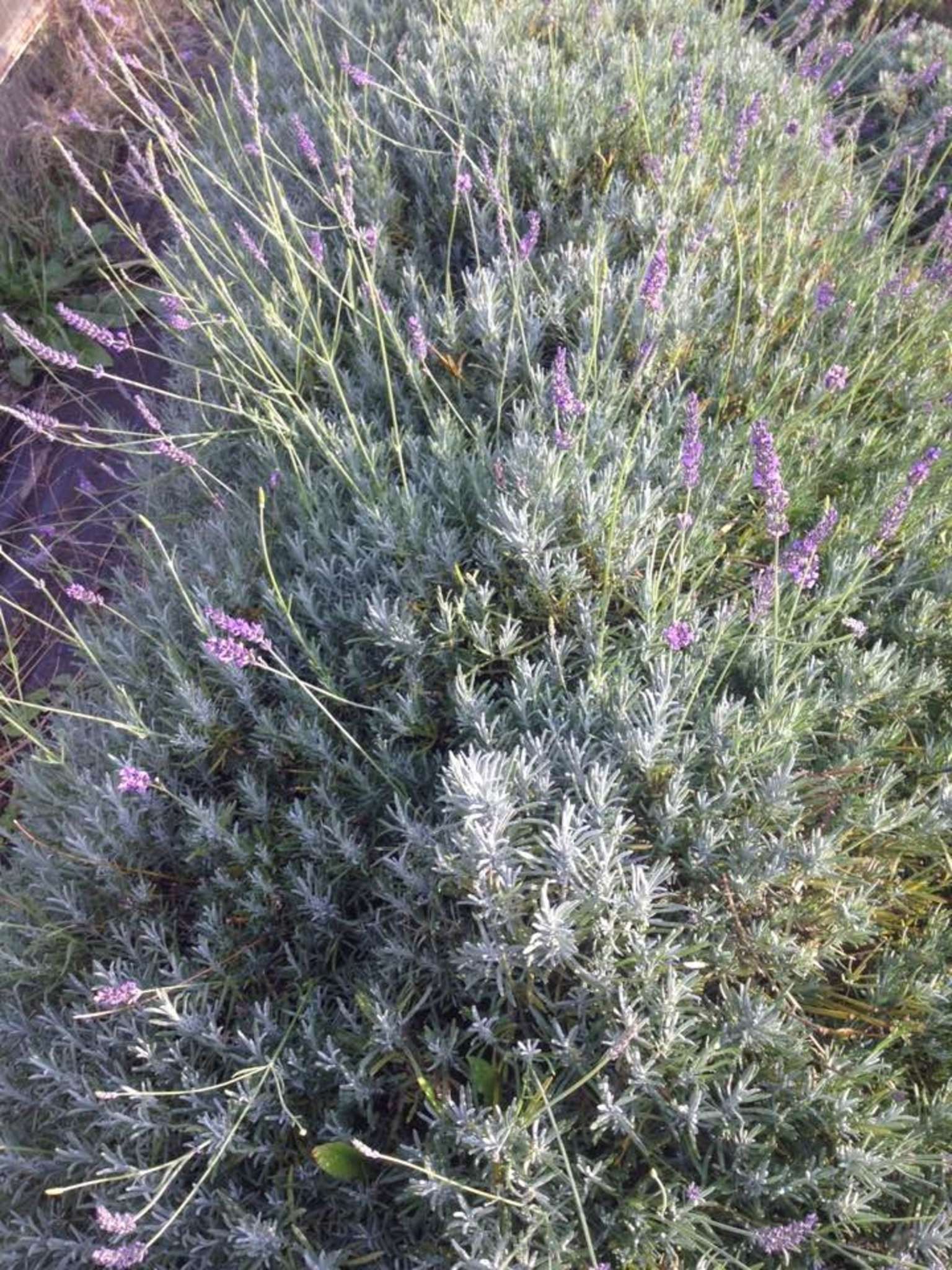 Lavendel unsere Heilpflanze im Spreewald