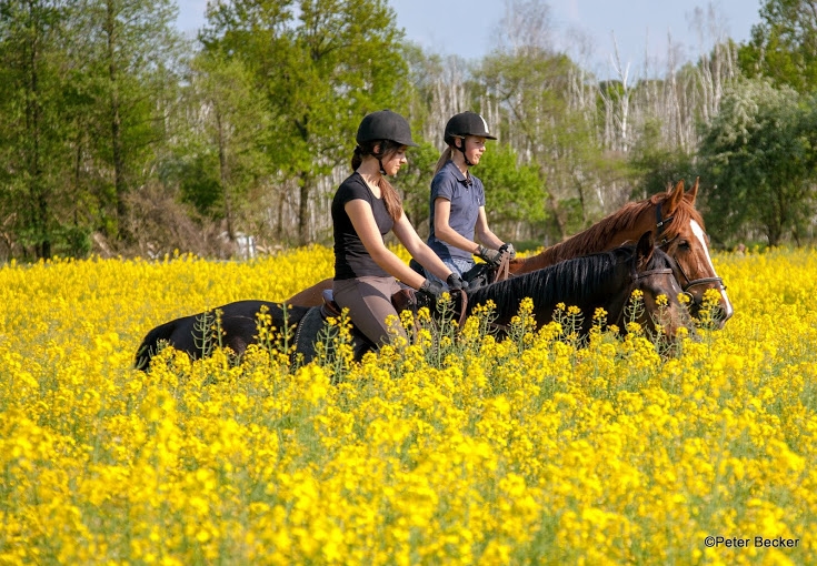 Reiten im Spreewald
