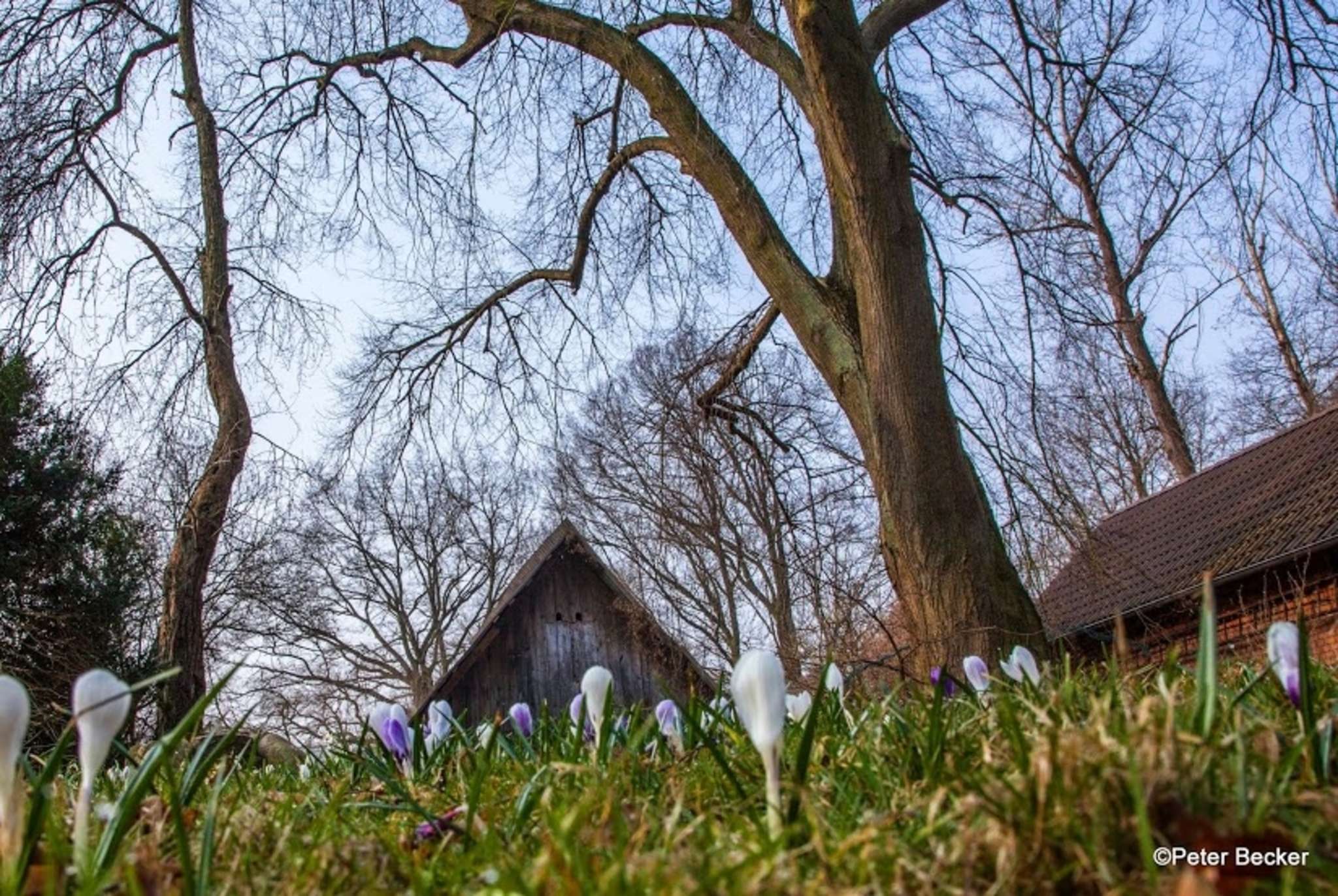 Der Frühling der Wildkräuter und Blüten