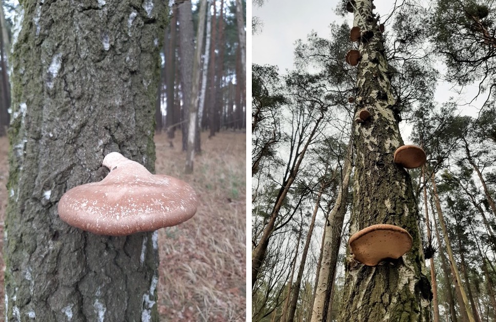 Birkenporling im Spreewald